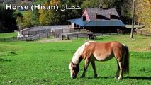 Learn Farm Animals English & Arabic (Bilingual) حيوانات المزرعة بالعربية و الانجليزية