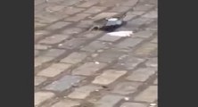Incroyable, un rat tue un pigeon