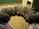 Hedgehogs are getting ready for lunch