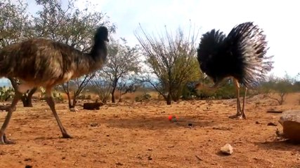 Deve Kuşlarını Korkutan Hareketli Top