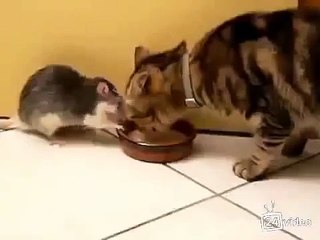 Хитрожопая крыса