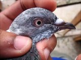 oman mai pakistani pigeon