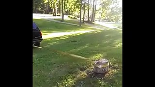 Tree Stump VS SUV