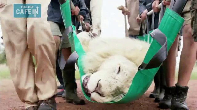 Un dentiste met fin aux souffrances de ce lion