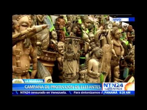 Campaña de protección de elefantes: Autoridades de EE.UU. destruirán de marfil decomisado