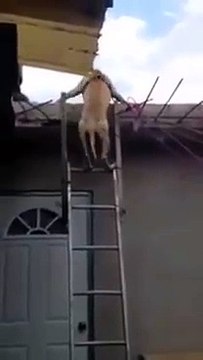 Un chien super habile descend une échelle