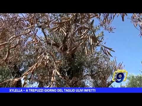 XYLELLA | A Trepuzzi il giorno del taglio degli ulivi infetti