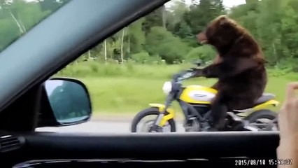 Новинка! Подборка лучших приколов  август 2015