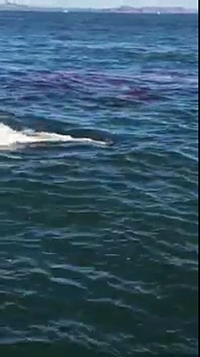 Un grand requin blanc attaque un phoque
