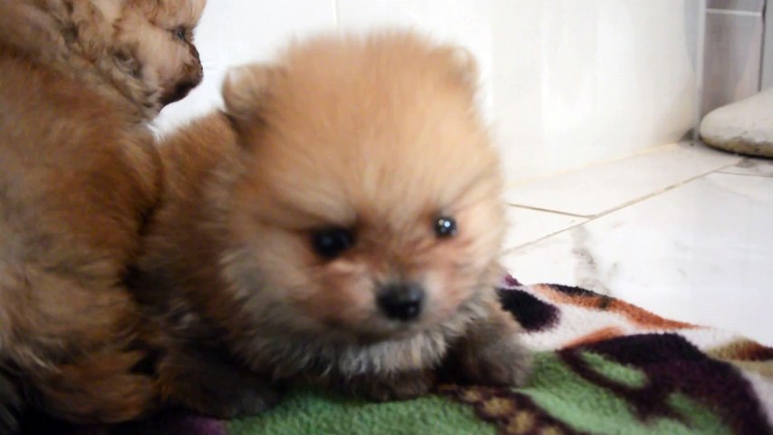 Bebes Spitzs Fin Du Bain Comment Faire Voir Que L On Est Pas Content Video Dailymotion