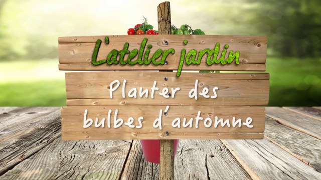 Comment planter des bulbes d'automne ?