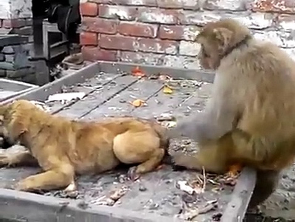 Monkey VS Dog fighting -real fun - video Dailymotion