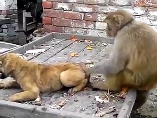 Monkey VS Dog fighting -real fun
