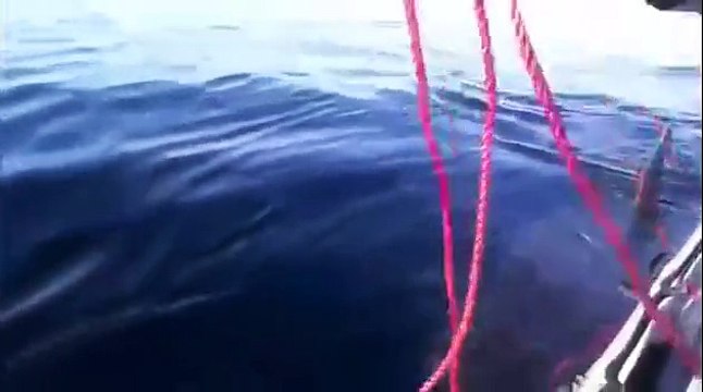 Plusieurs requins vues en ALGERIE - ORAN BOUMERDES TLEMCEN