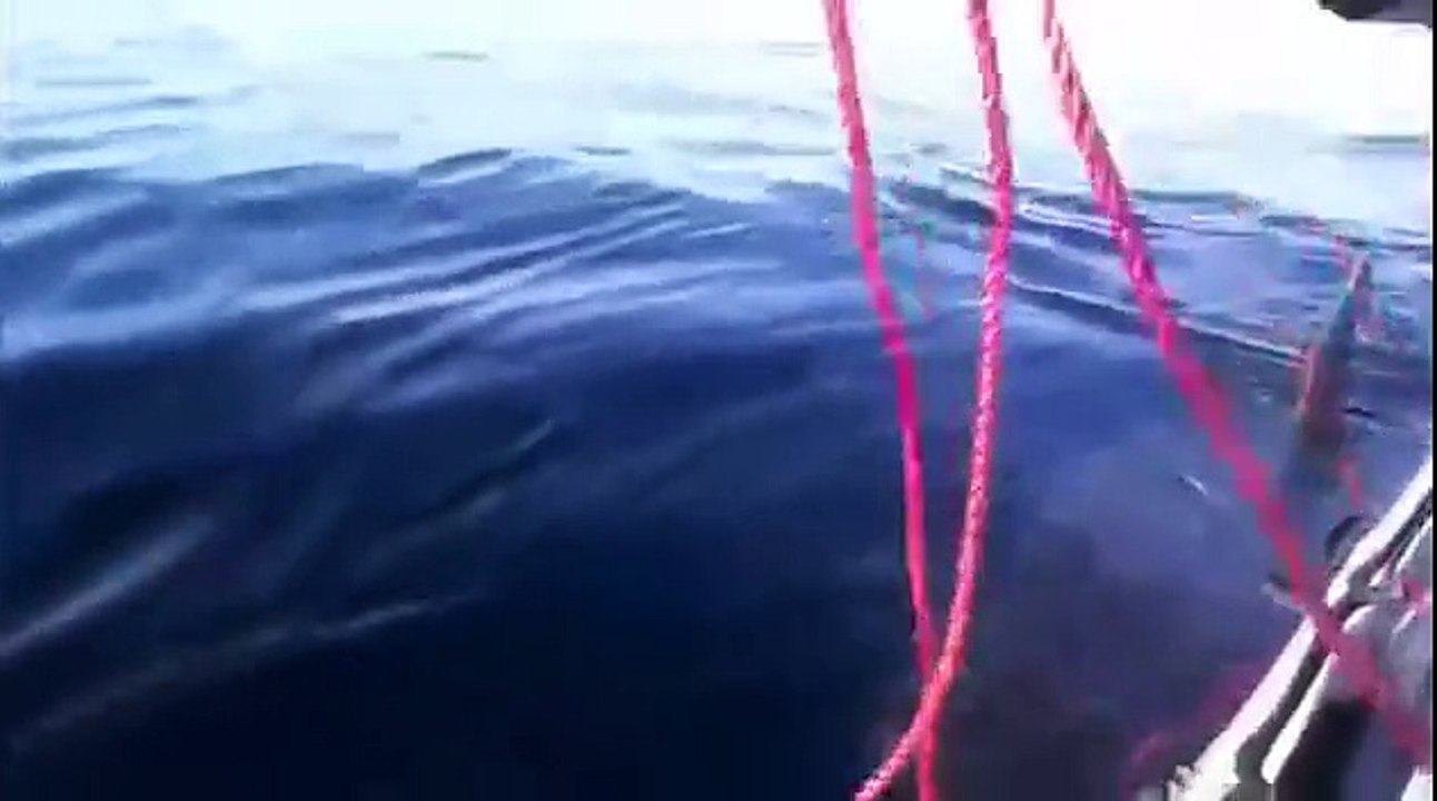 Plusieurs requins vues en ALGERIE - ORAN BOUMERDES TLEMCEN