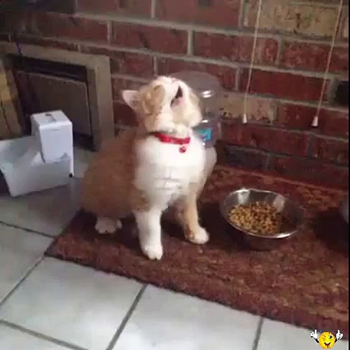 Sneezing Cute Cat