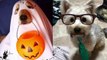 Best pet Halloween costumes posted to Instagram
