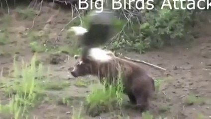 Big Birds attack on Animals.