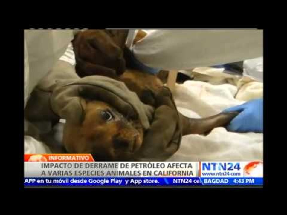 Realizan labores de rescate de animales afectados por derrame de petróleo en California