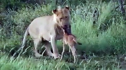 خارج عن قانون الطبيعة سبحان الله الذي غرس في قلوبهم الرحمة