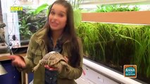 Anna und die Haustiere - Schildkröte