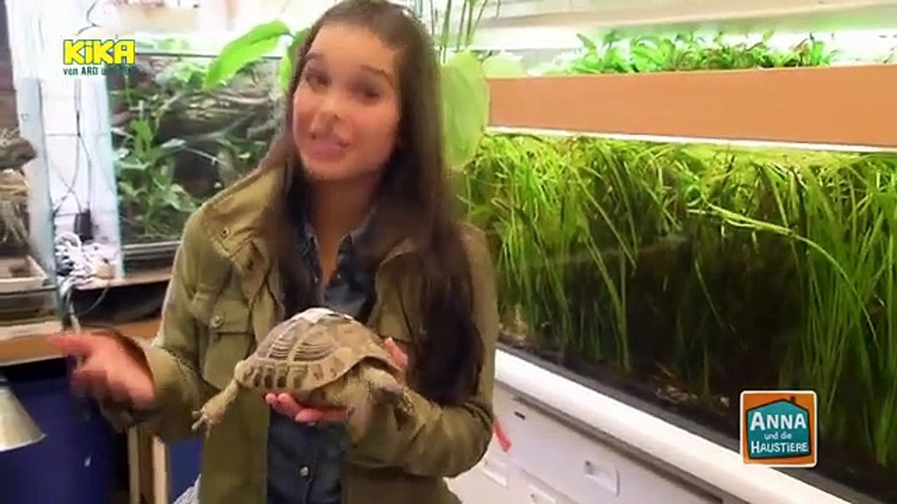 Anna und die Haustiere - Schildkröte