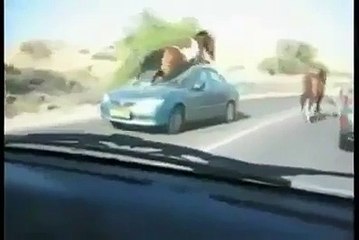 Accident between a car and a horse. -