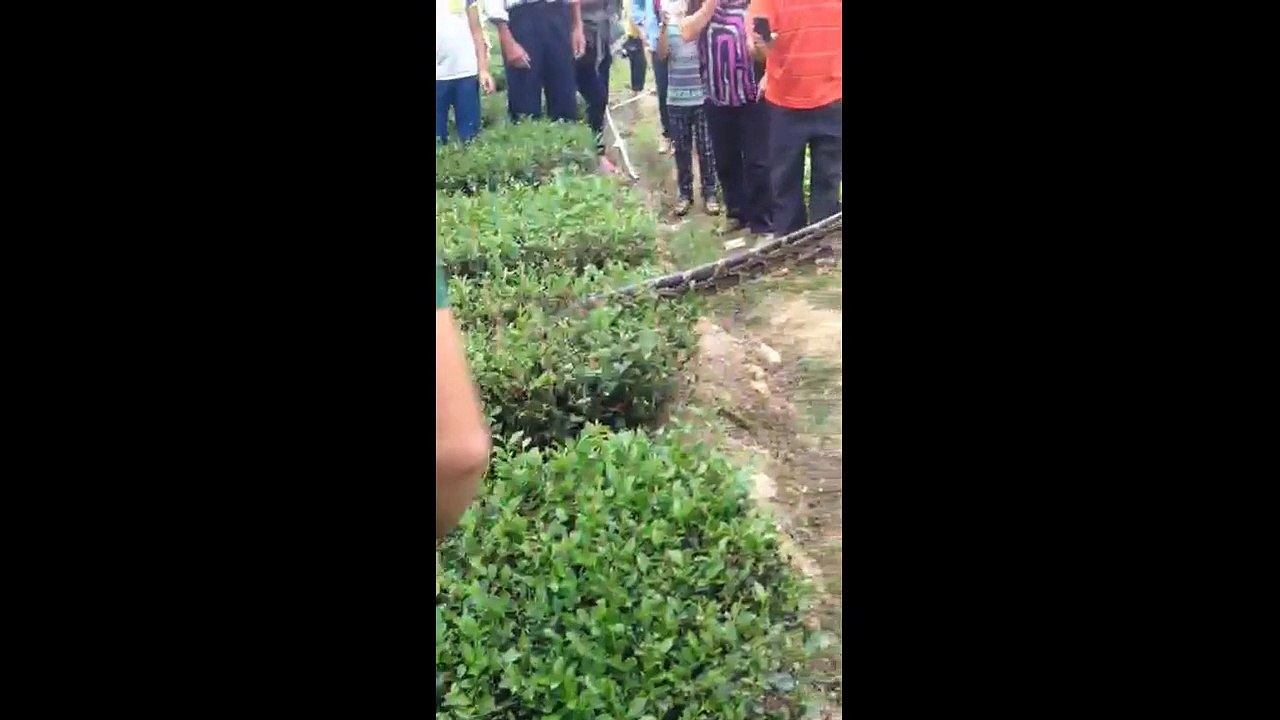 Giant python caught in a field in China