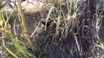 Une GoPro tombe dans un trou rempli de serpents