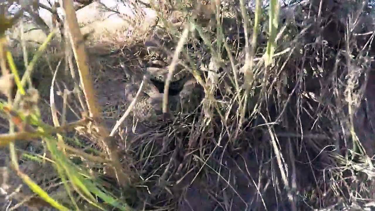 Une GoPro tombe dans un trou rempli de serpents