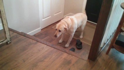 This cute Dog is way too nervous to go up two little stairs..