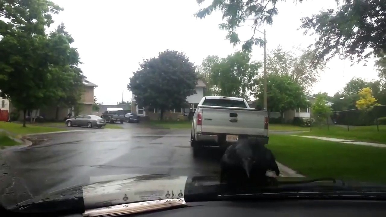Ce corbeau prend les essuie-glace pour un manège