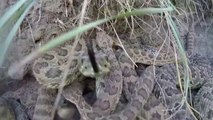 GoPro Camera falls into pit of Rattlesnakes... SCARY!!
