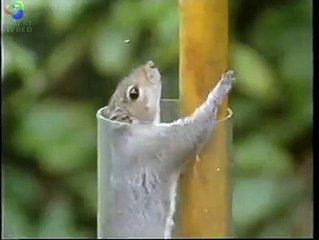 Matthew Hill - Mission Impossible Squirrel _ Facebook