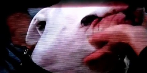 Бойцовская собака укусила ведущую в прямом эфире