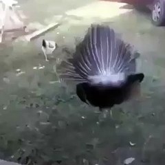 Hillariously funny :D