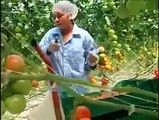 ٹما ٹر انڈسٹری ٹماٹر کو کیسے کاشت اور پیک کیا جاتا ہے ۔۔ یہ معلوماتی ویڈیو دیکھیے