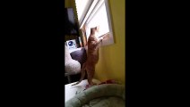 Orange Cat Fails To Hold Onto Window Sill