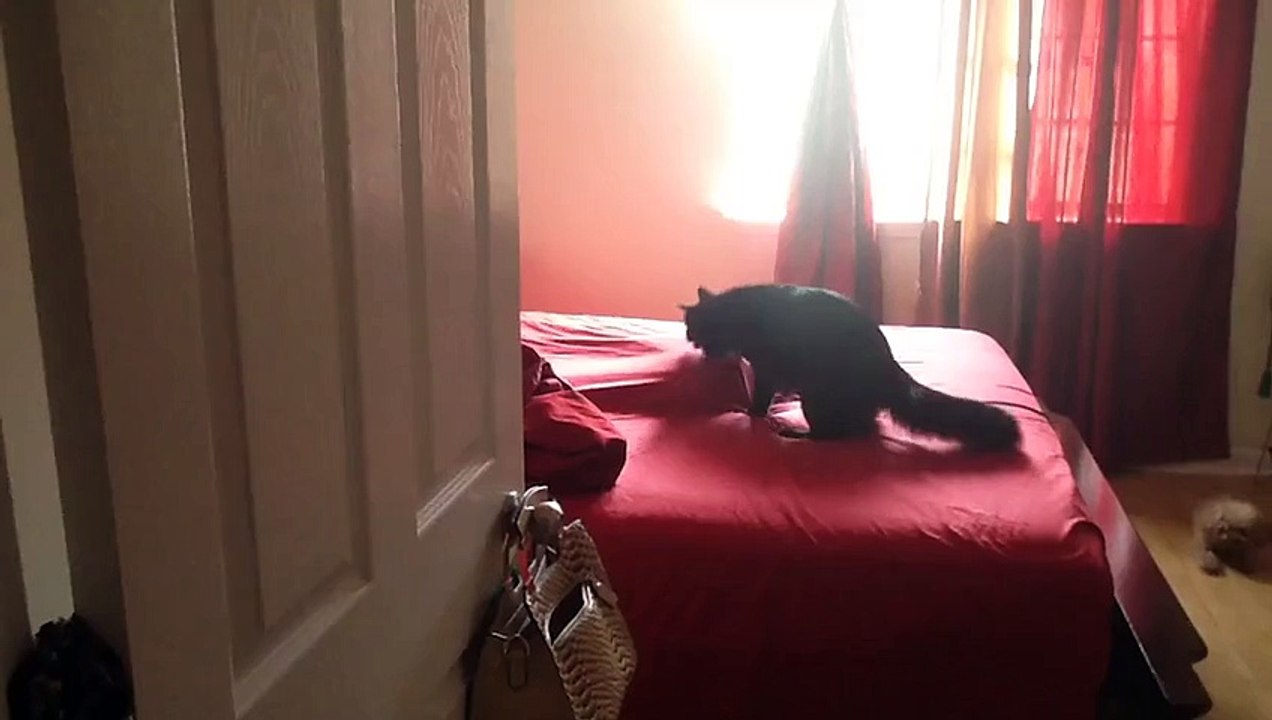 Cat Above Bed Sheet Fights Cat Underneath Sheet