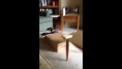 Fat Cat Fails To Rescue Feline Friend