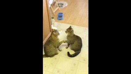 Adorable Identical Cats Play Patty Cake
