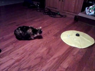 How To Scare Your Cat Using Misdirection