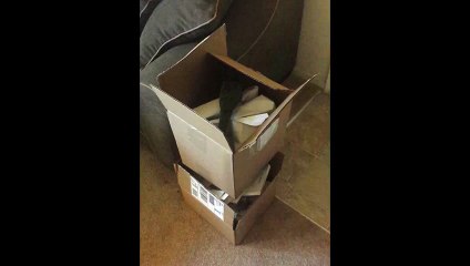 Bird Cackles While Playing In A Box