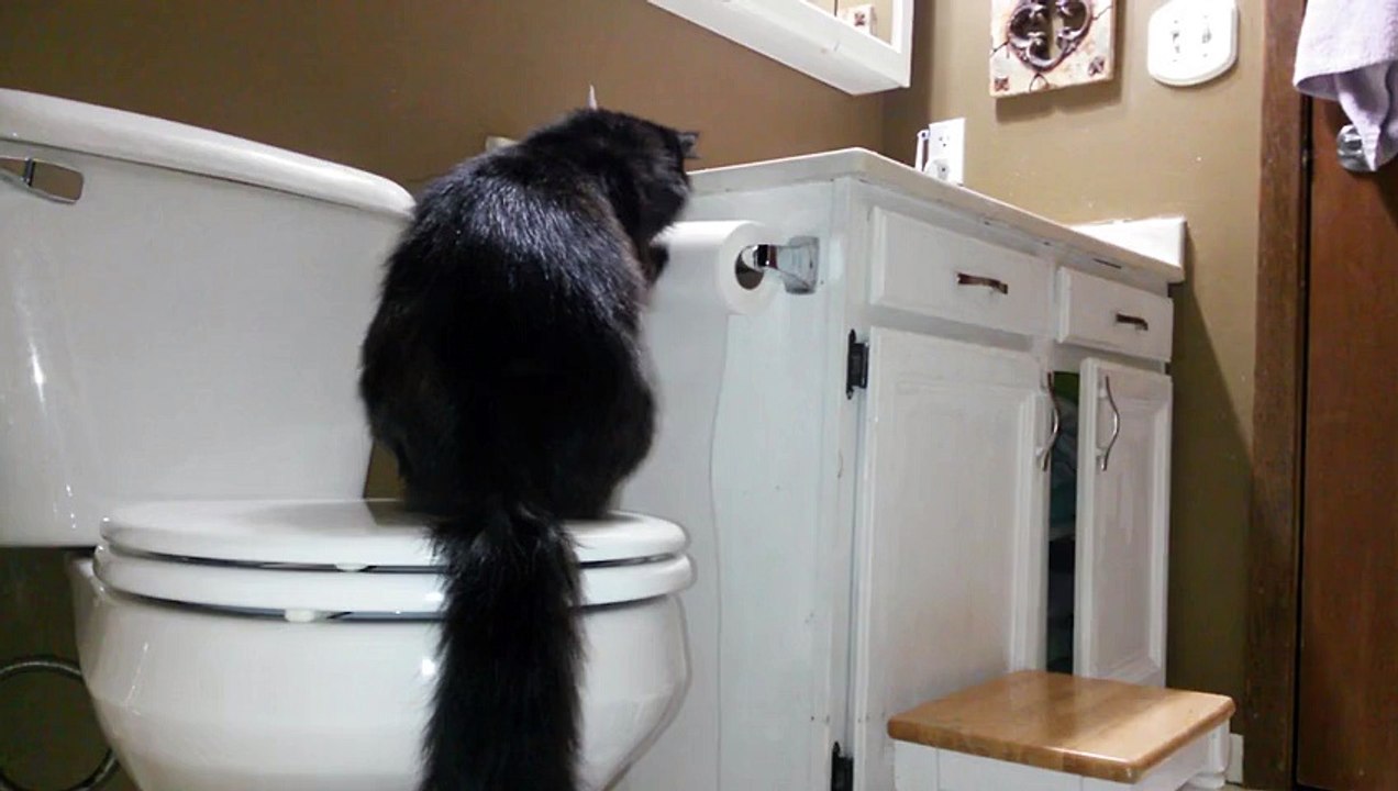Official Video: Cat Bath Freak Out -Tigger the cat says NO! to bath