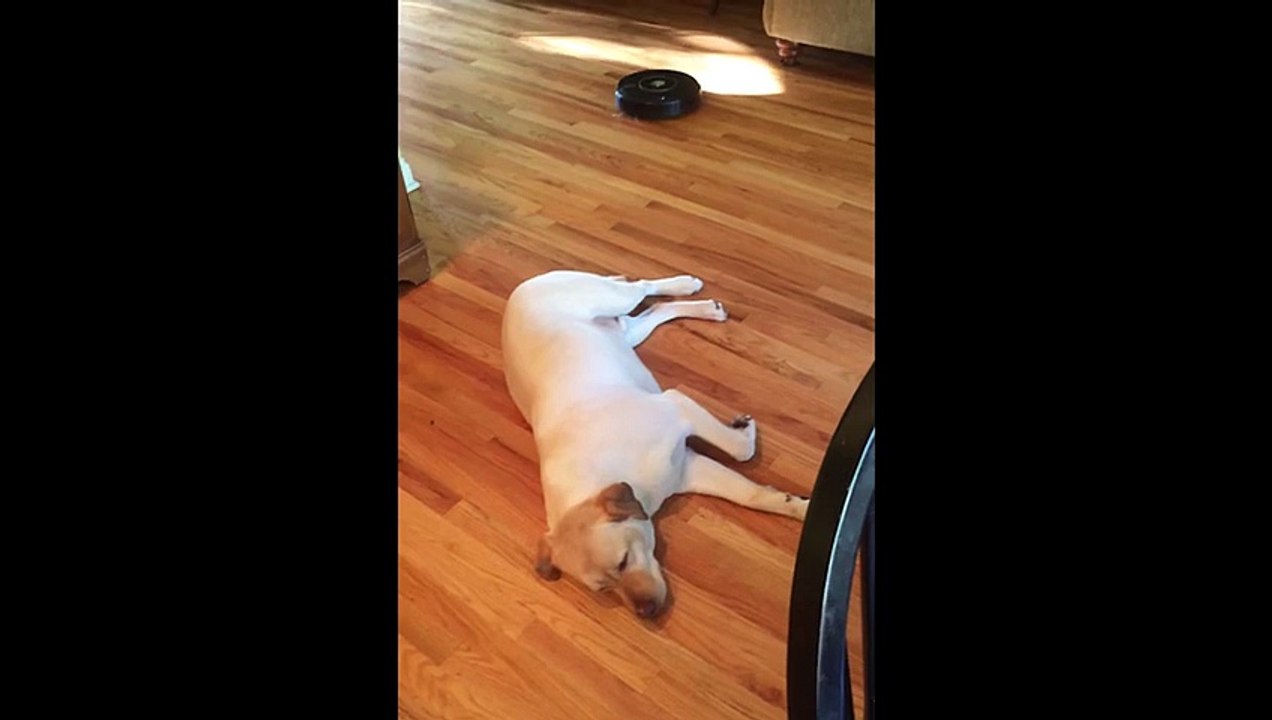 Yellow Lab Versus Roomba