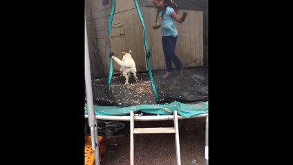 Yellow Lab Jumps On Trampoline