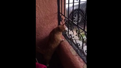 Fat Cat Squeezes Through A Gate