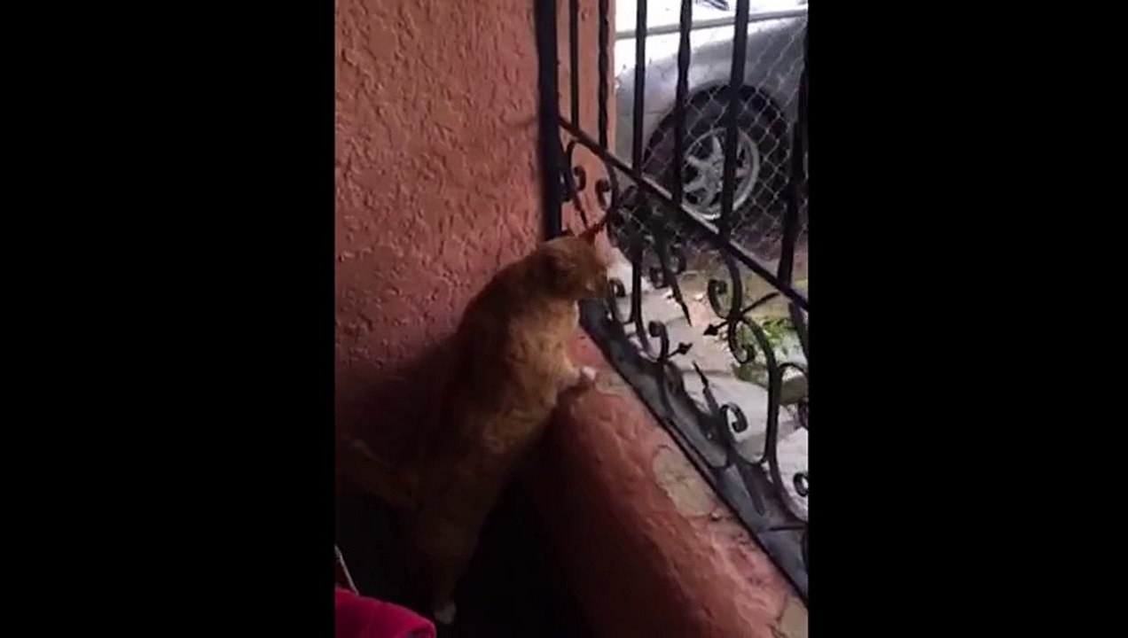 Fat Cat Squeezes Through A Gate