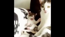 Little Kitten Tries to Copy Mama Cat and Fails Adorably