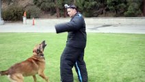 Hero LAPD Police Dog Teaches Monkey a Lesson